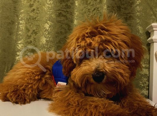 Yakışıklı Maltipoo Yavrumuz görsel