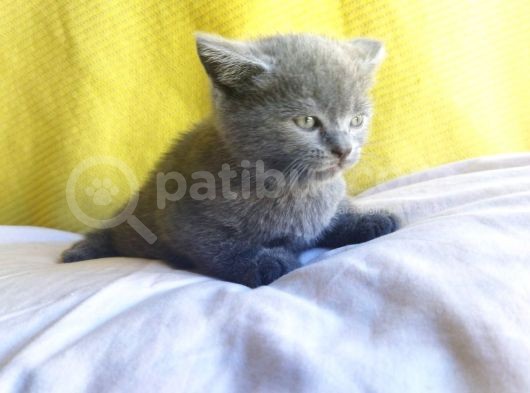 Safkan British Shorthair Oğlum görsel