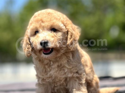 Bebek Surat Toy Poodle Yavrular görsel