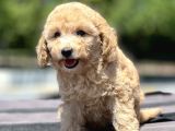 Bebek Surat Toy Poodle Yavrular