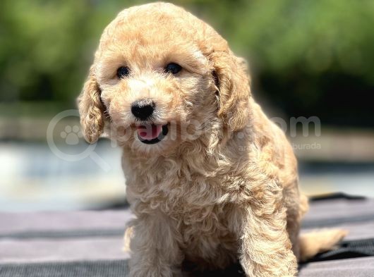 Bebek Surat Toy Poodle Yavrular görsel