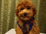 Yakışıklı Maltipoo Yavrumuz