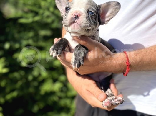 Blue Merle Özel Renk French Bulldog görsel