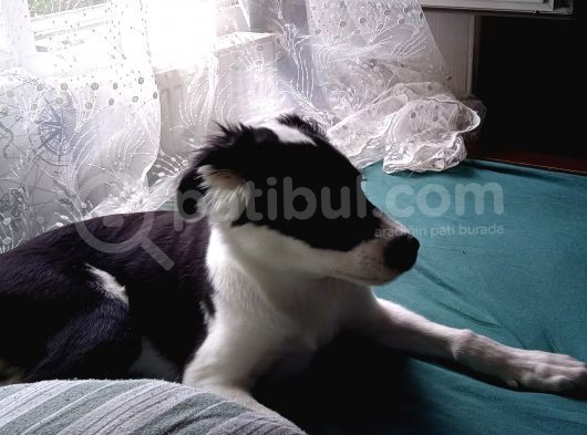 Labrador Dogo Arjantin Kırması görsel