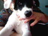 Labrador Dogo Arjantin Kırması