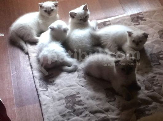 Di̇şi̇ Ve Erkek British Shorthair Ve Scotish Fold Shorthair görsel