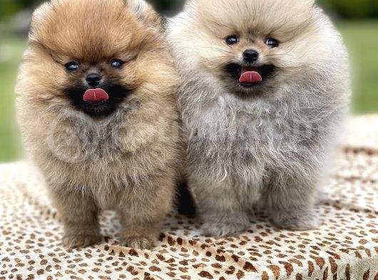 Teddy Face Pomeranian Boo Yavrularimiz