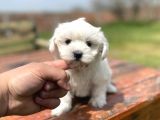 0 Numara Safkan Maltese Yavrularimiz