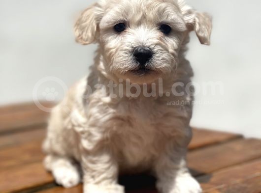 Multigen Muhtesem Guzellikte Maltipoo Yavrular