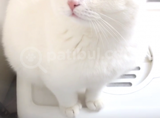 Acil Sahiplendirilecek Yetişkin Kedi