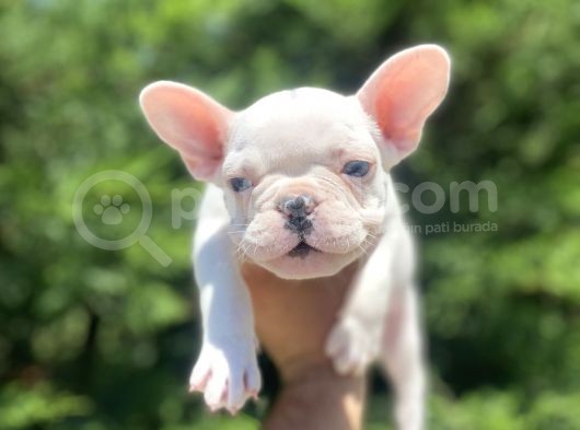 Mavi̇ Gözlü Özel French Bulldog görsel