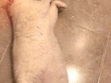 Acil Sahiplendirilecek Yetişkin Kedi