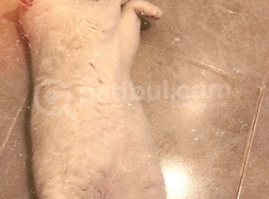 Acil Sahiplendirilecek Yetişkin Kedi görsel