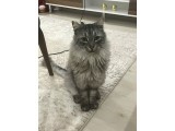 Maine Coon Ve Ya Norveç Orman Kedisi