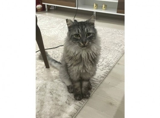 Maine Coon Ve Ya Norveç Orman Kedisi görsel