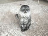 Maine Coon Ve Ya Norveç Orman Kedisi