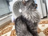 Maine Coon Ve Ya Norveç Orman Kedisi