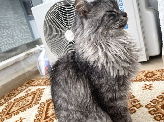 Maine Coon Ve Ya Norveç Orman Kedisi