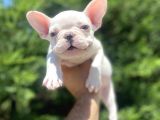 Mavi̇ Gözlü Özel French Bulldog