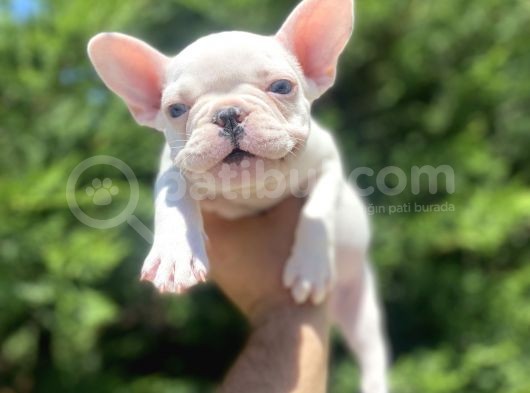 Mavi̇ Gözlü Özel French Bulldog