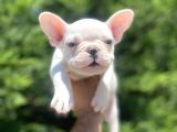 Mavi̇ Gözlü Özel French Bulldog