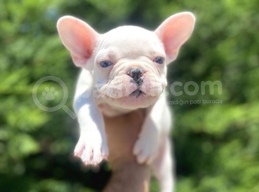 Mavi̇ Gözlü Özel French Bulldog görsel