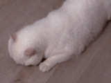 Acil Sahiplendirilecek Yetişkin Kedi