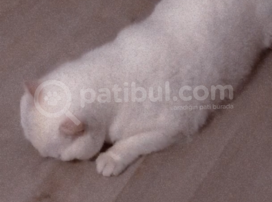 Acil Sahiplendirilecek Yetişkin Kedi görsel