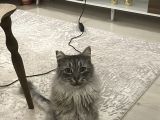 Maine Coon Ve Ya Norveç Orman Kedisi