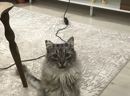 Maine Coon Ve Ya Norveç Orman Kedisi görsel
