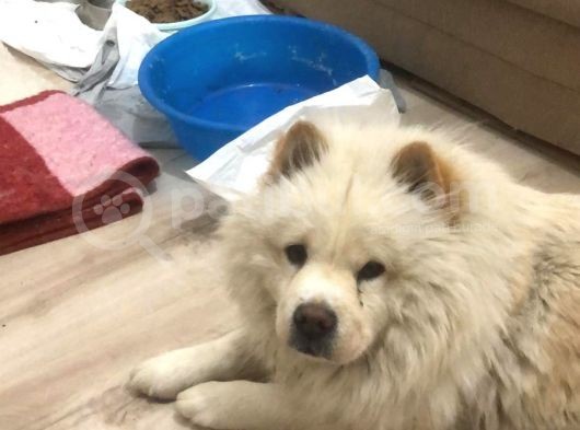 Dünya Tatlısı Tescilli Chow Chow Yavruları Çocuk Dostu görsel