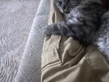 Maine Coon Ve Ya Norveç Orman Kedisi
