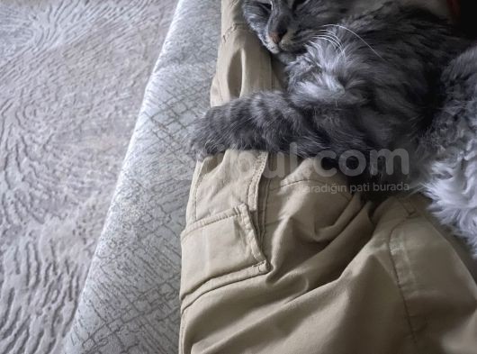 Maine Coon Ve Ya Norveç Orman Kedisi görsel