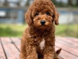 Muhtesem Tuy Yapisi ile Toy Poodle Bebekler