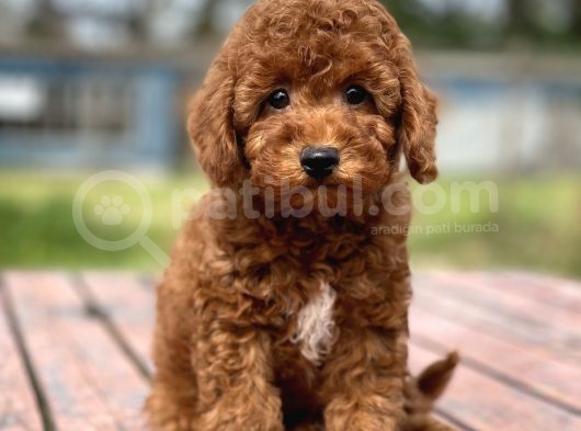 Muhtesem Tuy Yapisi Ile Toy Poodle Bebekler