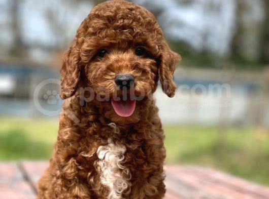 Muhtesem Tuy Yapisi Ile Toy Poodle Bebekler görsel