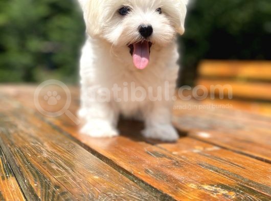 Gerçek Maltese Terri̇er Bebekler görsel