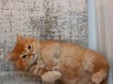 British Longhair Portakal Oğlumuza Yeni Bir Yuva