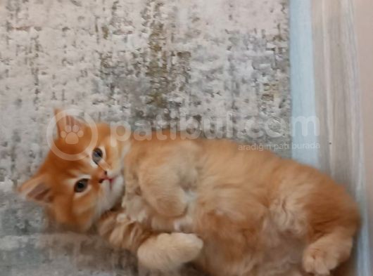 British Longhair Portakal Oğlumuza Yeni Bir Yuva