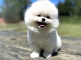 Ayi Surat Pomeranian Boo Yavrularimiz