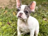 Egzotik French Bulldog Yavrularimiz