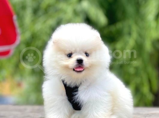 Safkan Pomeranian Boo Yavrular