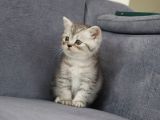 Mama Karşılığı Sahiplendirilecektir