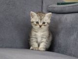 Mama Karşılığı Sahiplendirilecektir