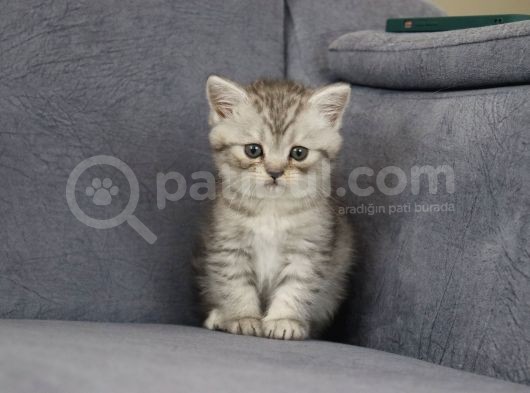 Mama Karşılığı Sahiplendirilecektir görsel