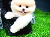 Ayı Surat Pomeranian Boo Yavrularımız