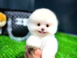 Irk ve Sağlık Garantili Pomeranian Boo Yavrularımız