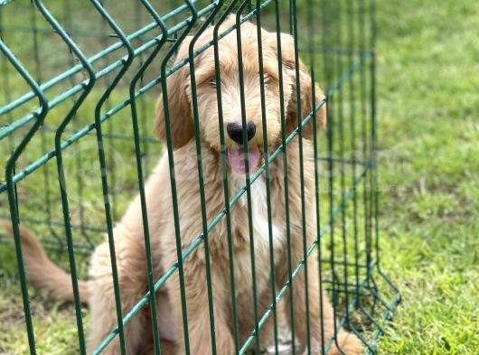 Ciftligimizden Irk Ve Saglik Garantili Poodle Bebekler