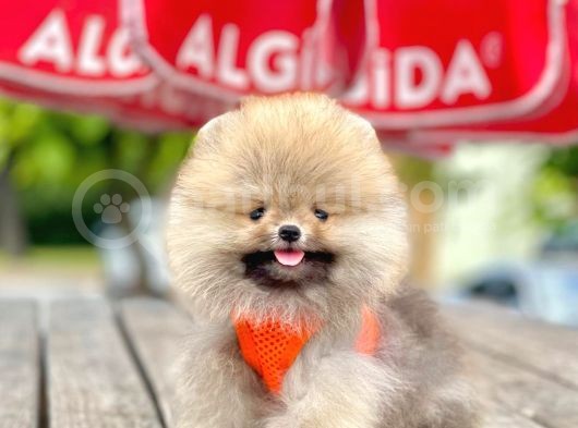 Safkan Pomeranian Boo Yavrular görsel