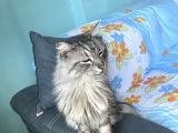 Maine Coon Ve Ya Norveç Orman Kedisi
